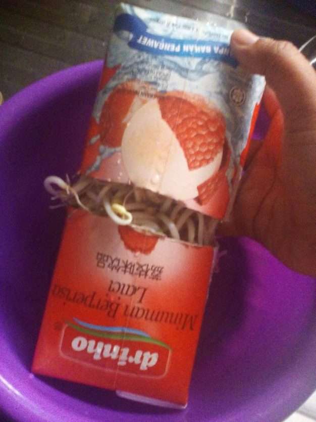 Cara Buat Tauge Dengan Mudah Cara Buat Tauge Dengan Mudah