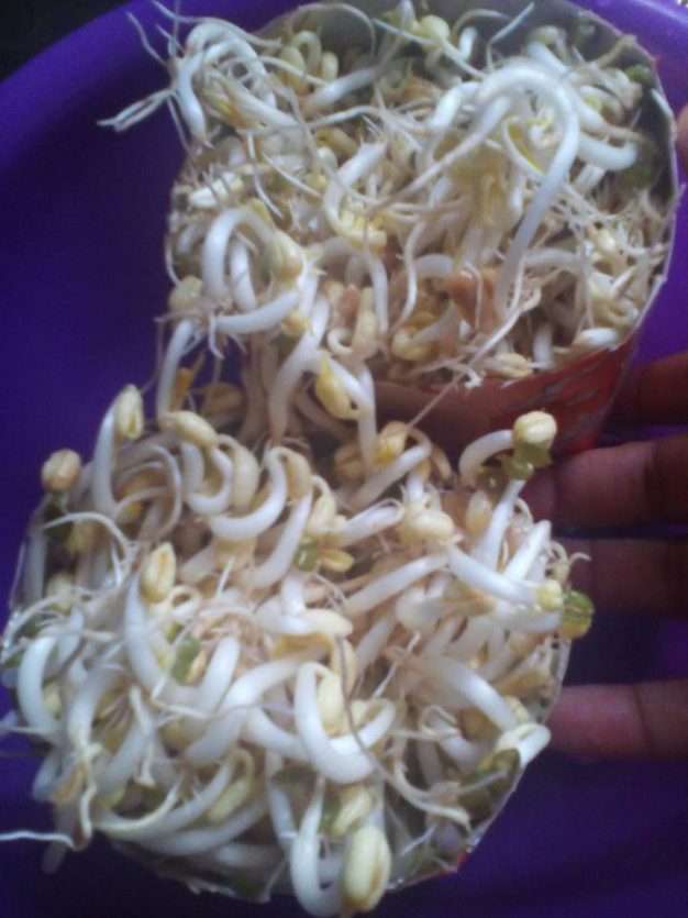 Cara Buat Tauge Dengan Mudah Cara Buat Tauge Dengan Mudah
