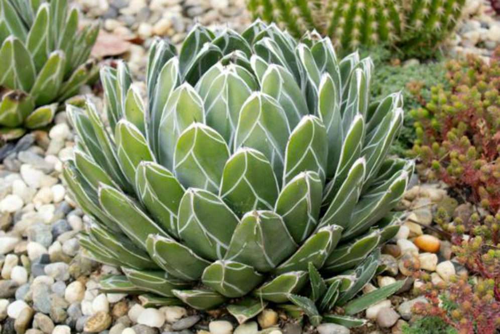 Queen Victoria Agave