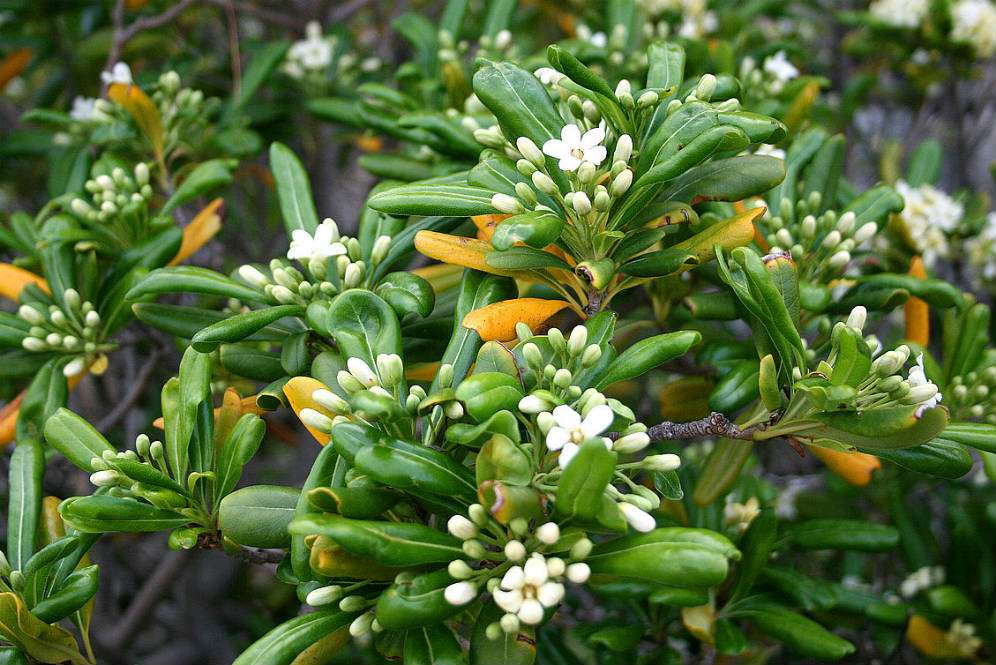 Pittosporum