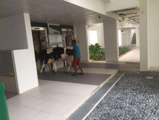 Sapi Masuk Apartment