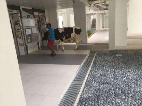 Sapi Masuk Apartment