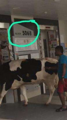 Sapi Masuk Apartment