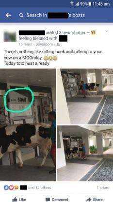 Sapi Masuk Apartment