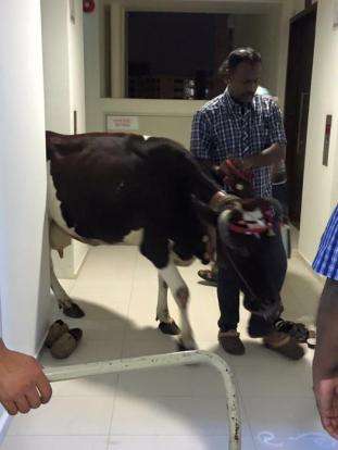 Sapi Masuk Apartment