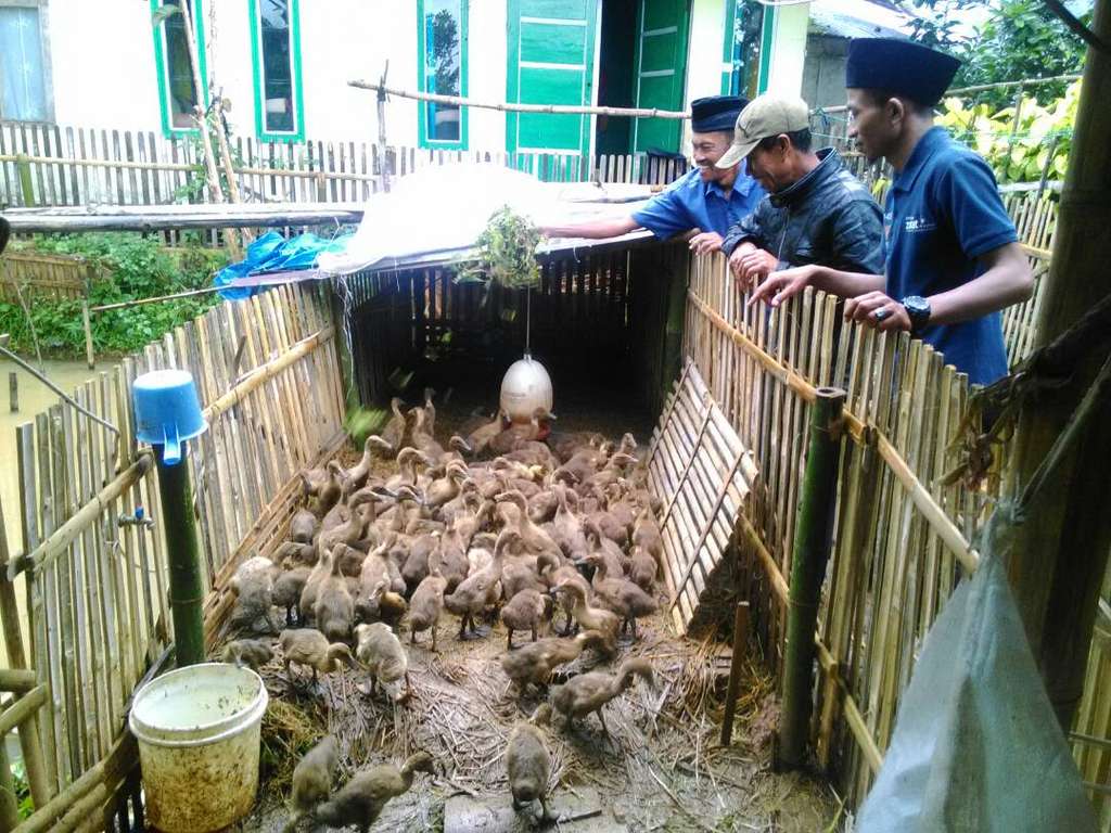 ternak bebek Ujang
