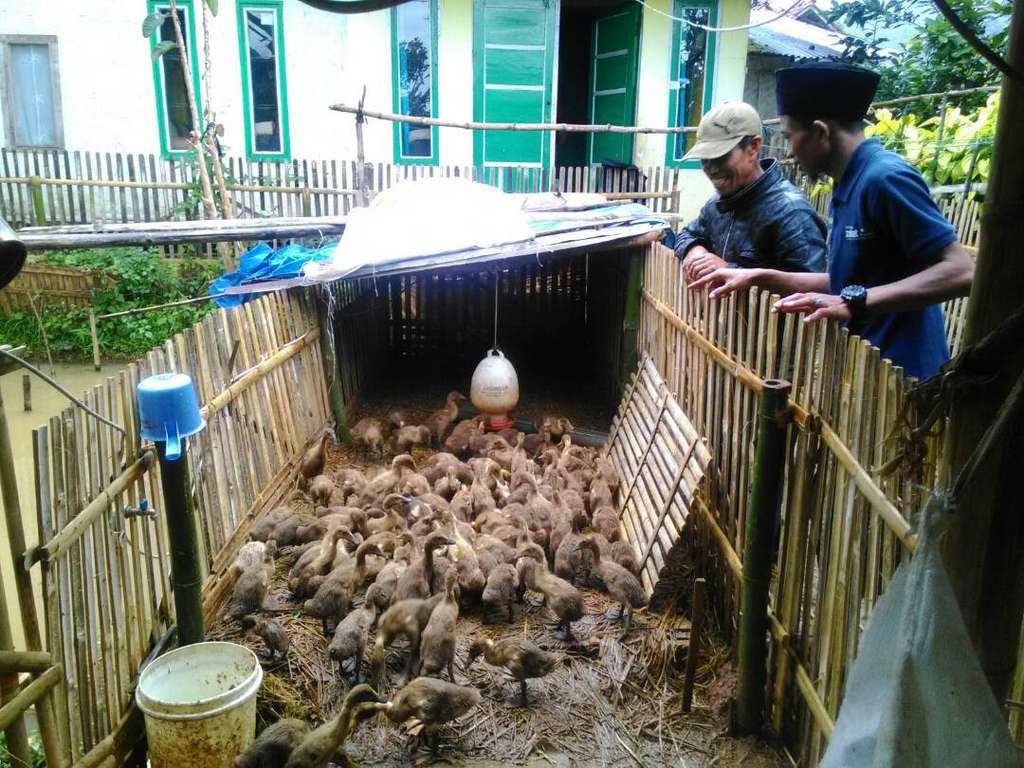 ternak bebek Ujang
