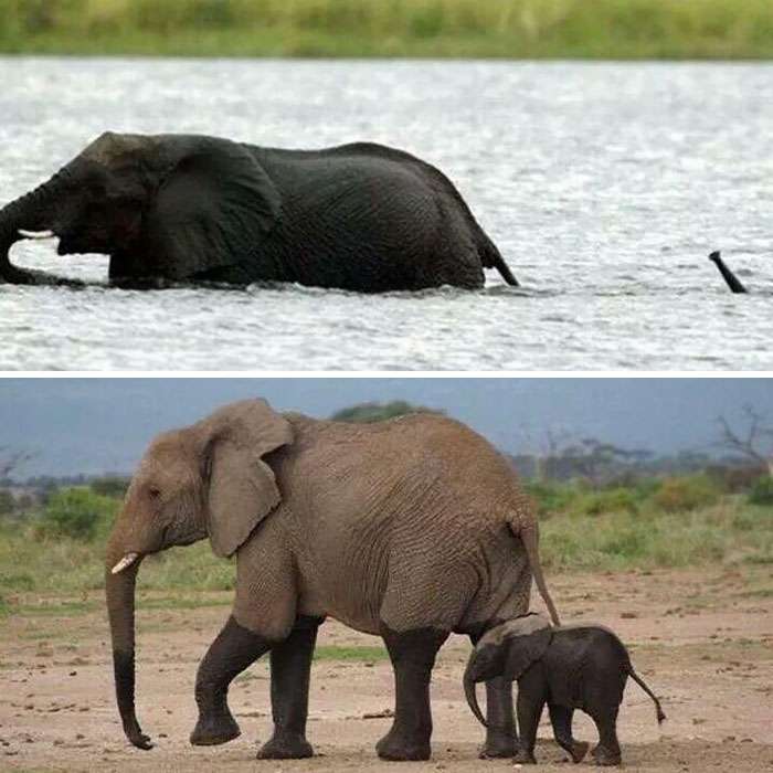 Tingkah Lucu Bayi Gajah