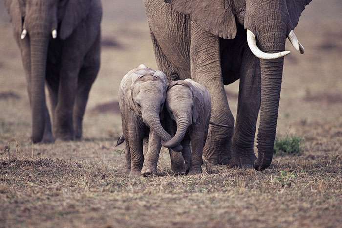 Tingkah Lucu Bayi Gajah