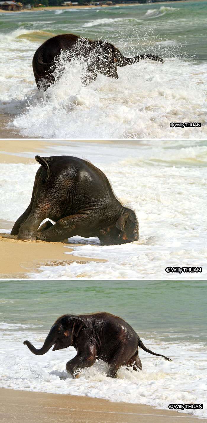 Tingkah Lucu Bayi Gajah
