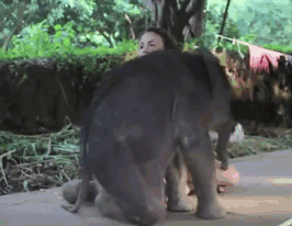 Tingkah Lucu Bayi Gajah