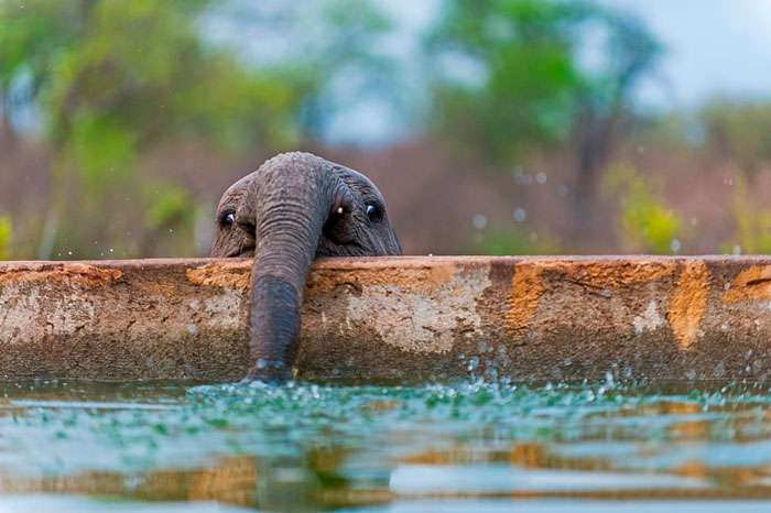 Tingkah Lucu Bayi Gajah