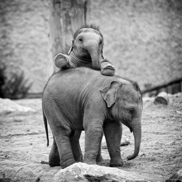Tingkah Lucu Bayi Gajah