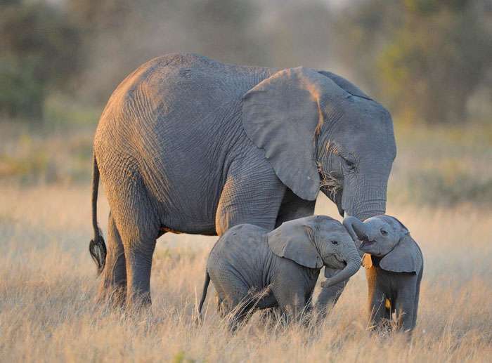 Tingkah Lucu Bayi Gajah