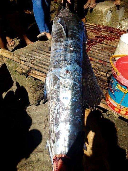 Ikan aneh