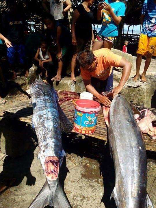 Ikan aneh