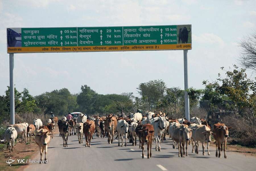 Rush Hour Rush Hour