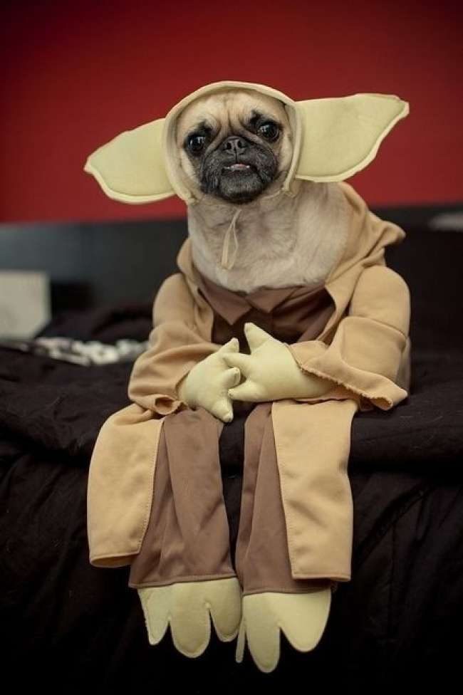 Cosplayer Cerdik