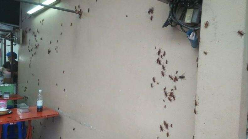 Kecoa di warung mie