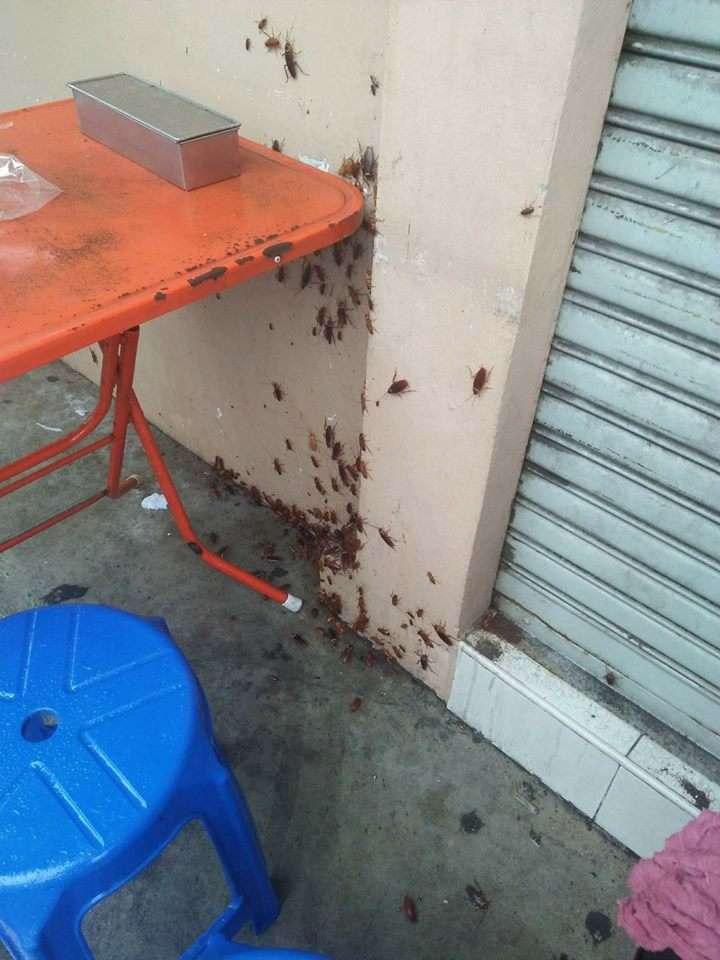 Kecoa di warung mie