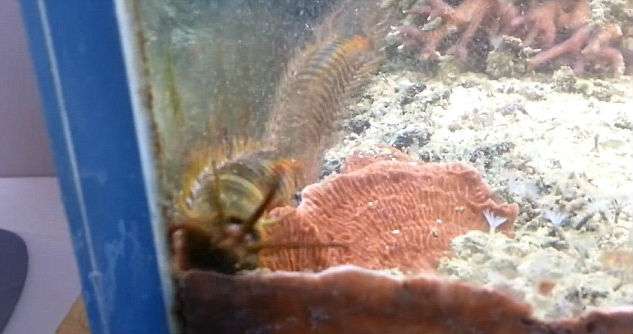 Lipan laut