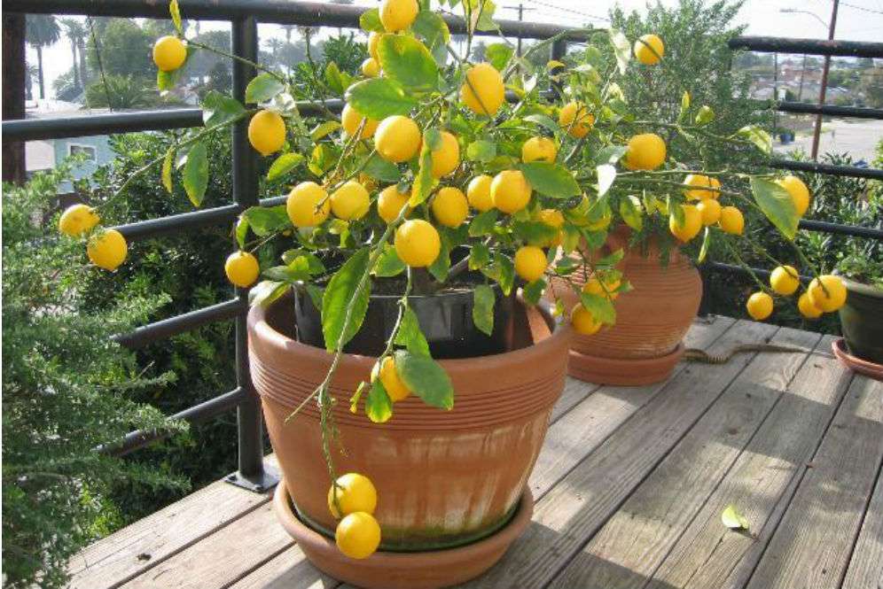 Lemon
