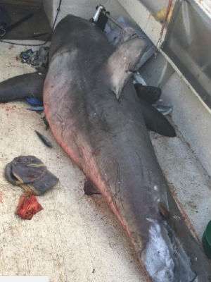 Hiu putih yang menyerang Terry