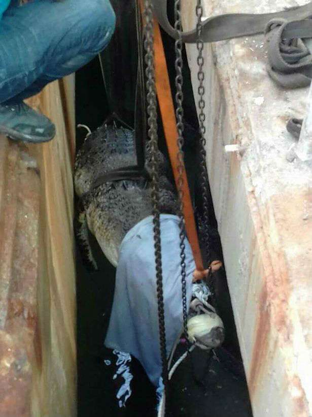 Evakuasi terhadap buaya yang terjepit Evakuasi terhadap buaya yang terjepit