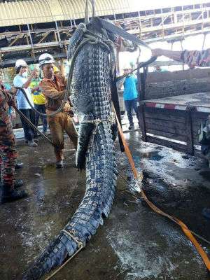 Buaya yang diselamatkan petugas damkar Buaya yang diselamatkan petugas damkar