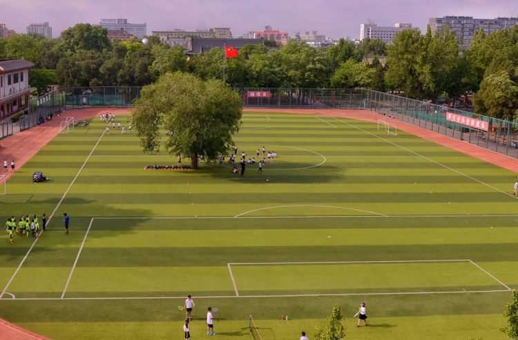 Pohon di tengah lapangan