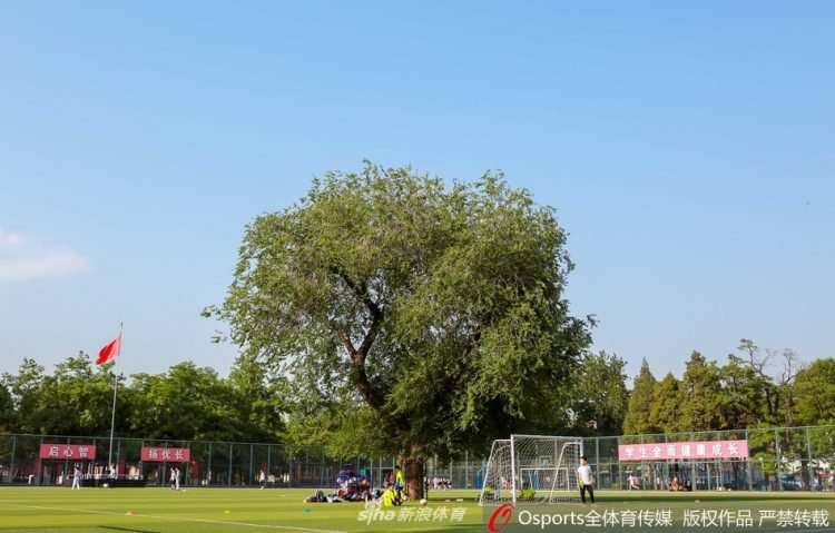 Pohon di tengah lapangan
