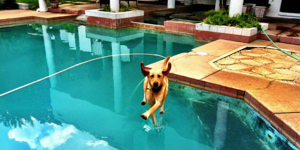 Anjing berjalan di air