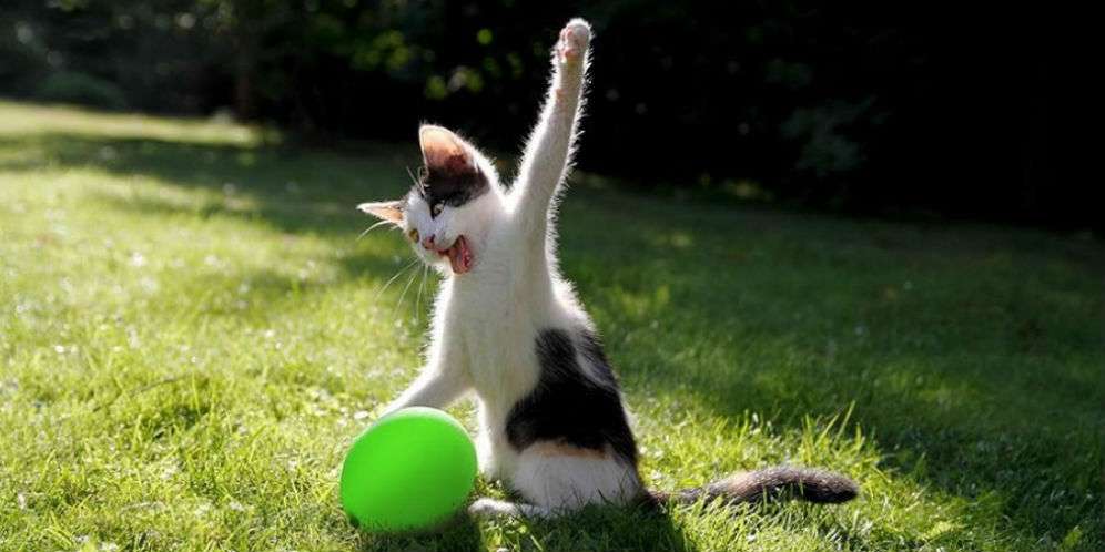 Ciyatt..Meouw