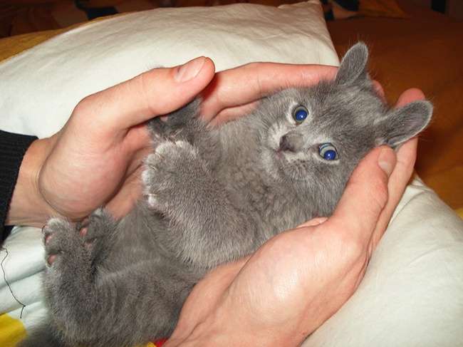 Kucing Gemesin