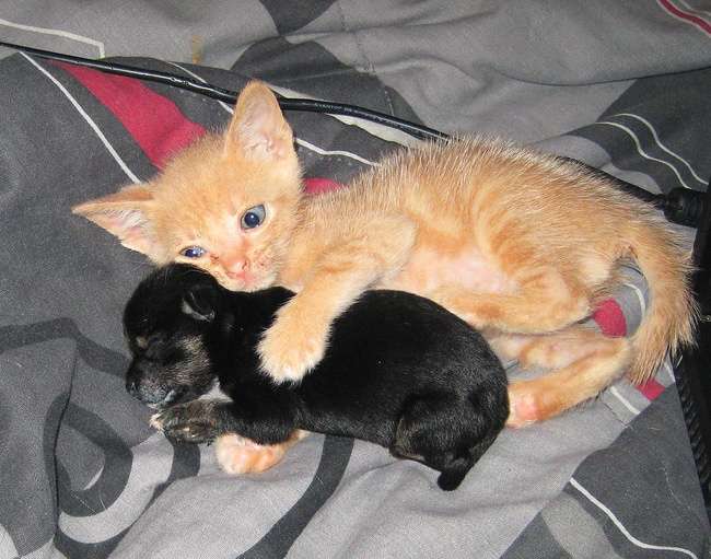 Kucing Gemesin