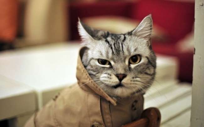 Kucing Gemesin