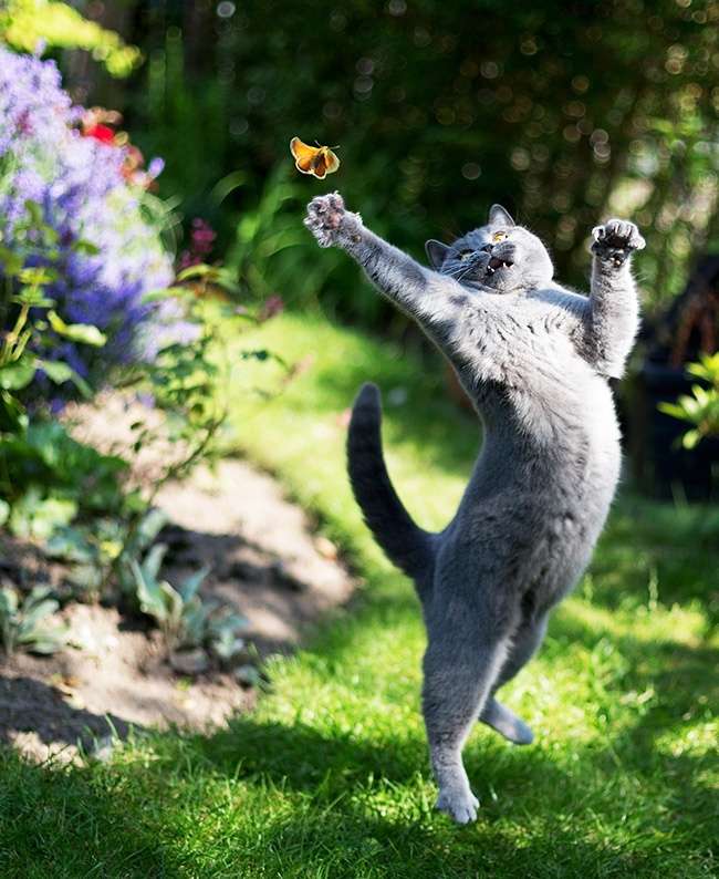 Kucing Gemesin