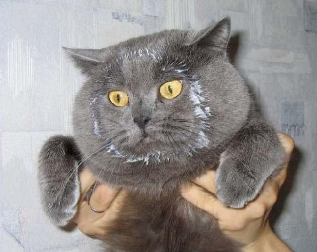 Kucing Gemesin