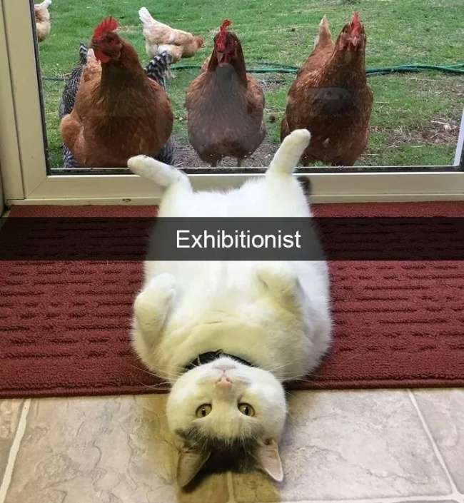 Kucing Gemesin