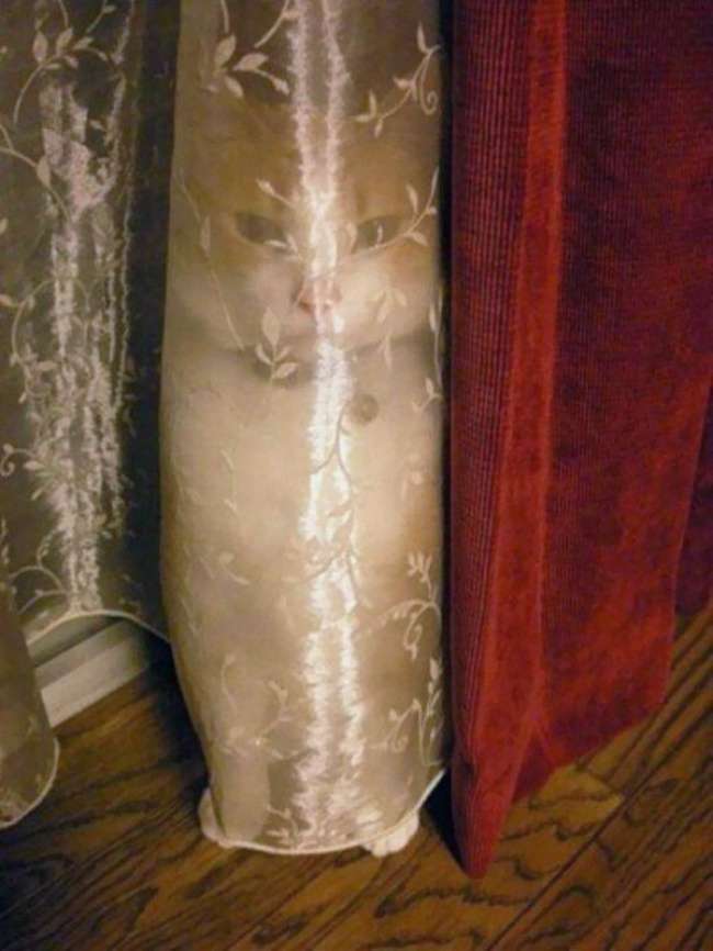 Kucing Gemesin
