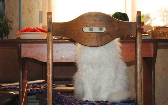 Kucing Gemesin