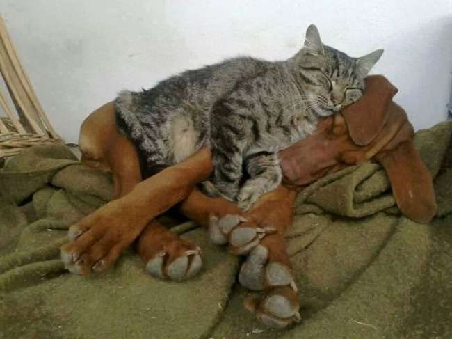 Kucing Gemesin
