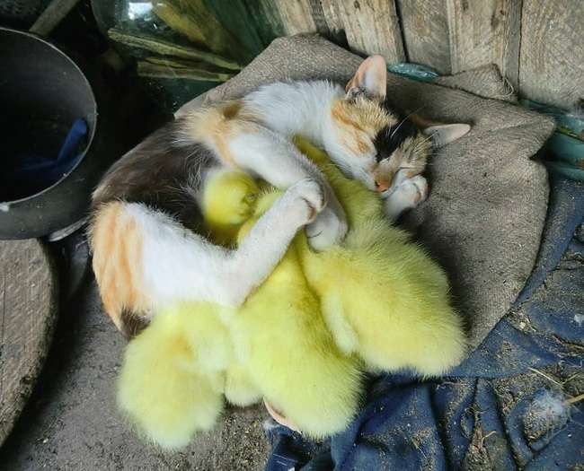 Kucing Gemesin