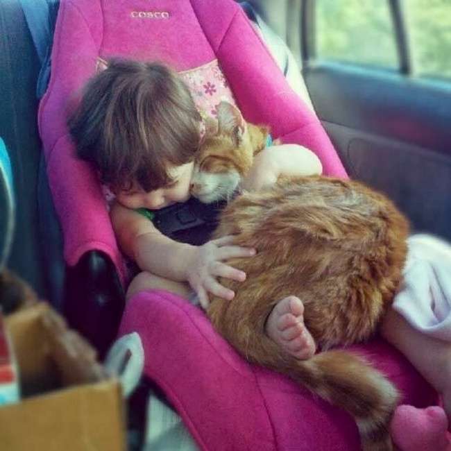 Kucing Gemesin