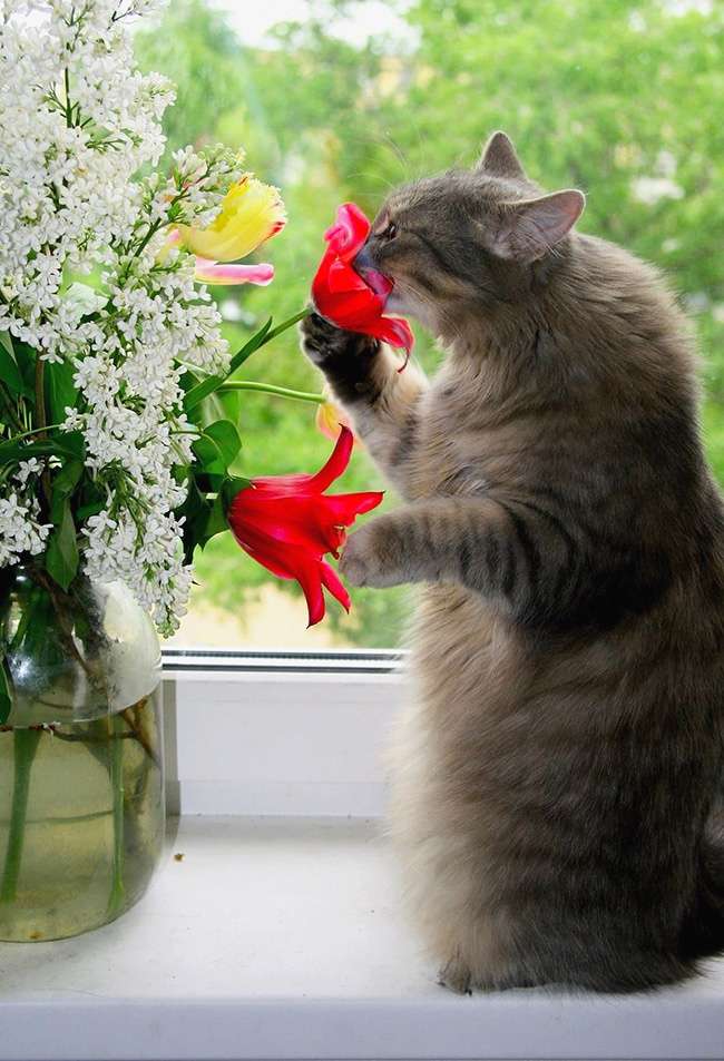 Kucing Gemesin