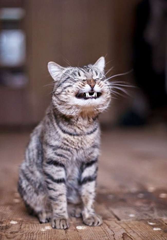 Kucing Gemesin