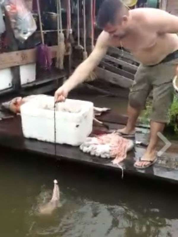 piranha