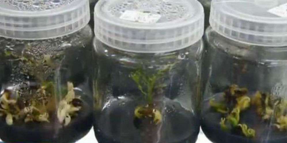 Mangga yang tumbuh di luar angkasa Mangga yang tumbuh di luar angkasa