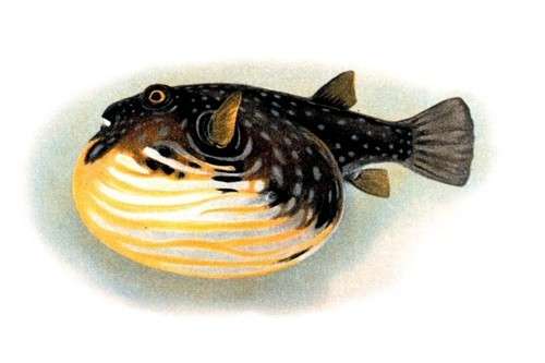 Ikan Paling Berbahaya