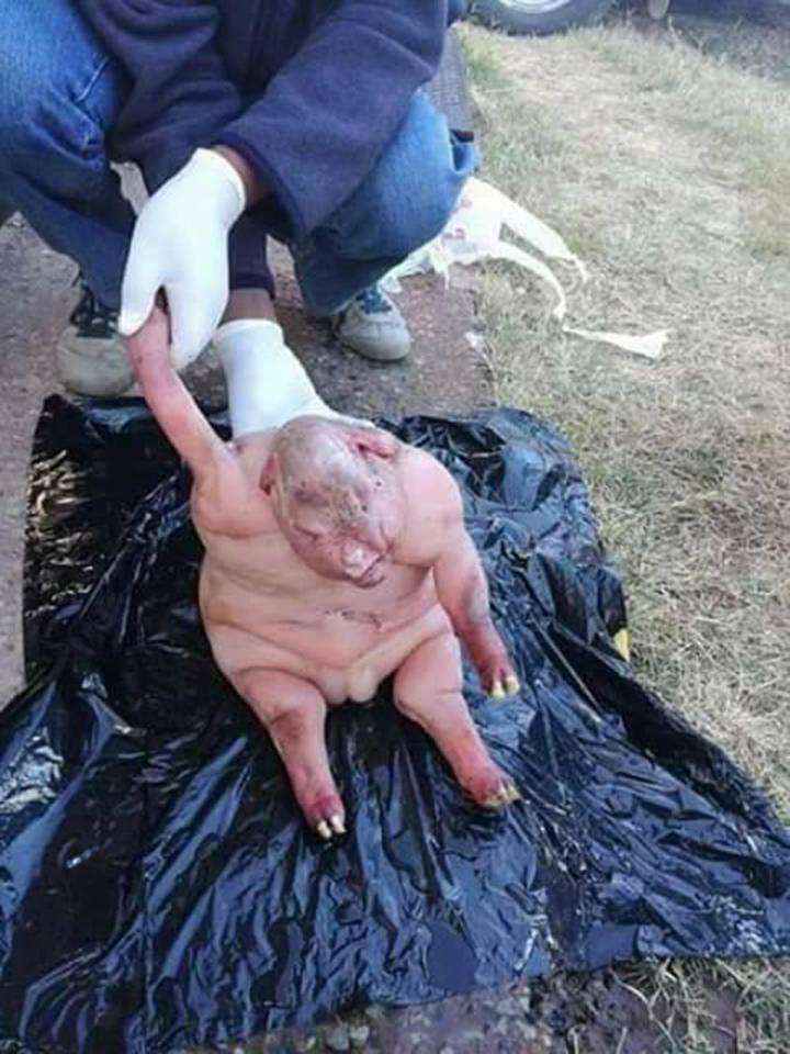 Bayi domba